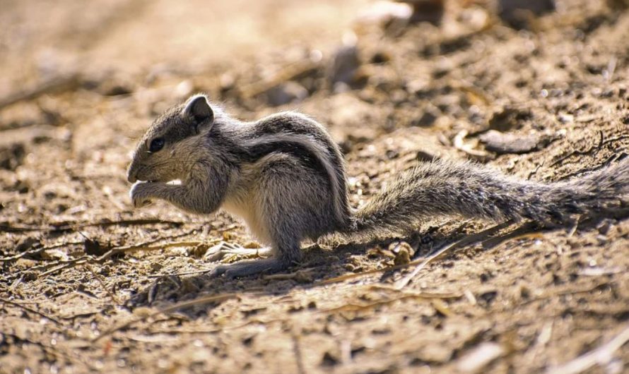 【夢占い】リスの夢の意味 27 選