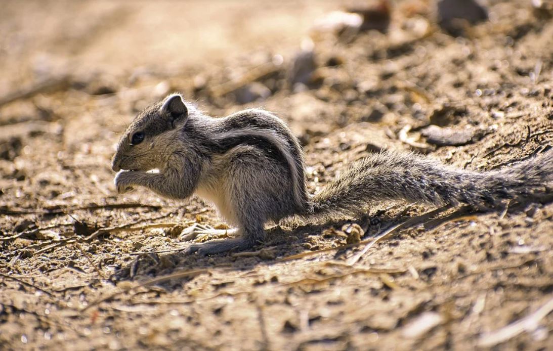 【夢占い】リスの夢の意味 27 選
