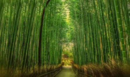 【夢占い】竹を夢見ての意味 19 選