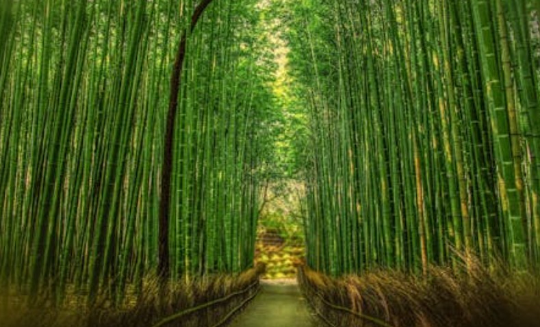 【夢占い】竹を夢見ての意味 19 選