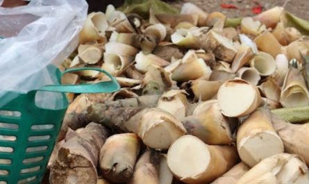 【夢占い】タケノコを夢見るの意味 17 選