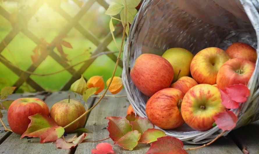 【夢占い】リンゴの夢を見るのはどういう意味でしょうか？関連する16の意味