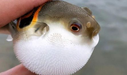 【夢占い】フグの夢の意味について