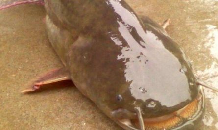 【夢占い】ナマズの夢の意味32選