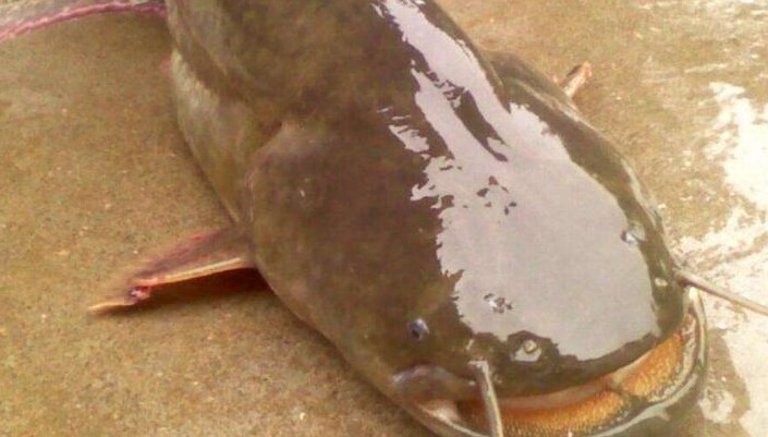 【夢占い】ナマズの夢の意味32選