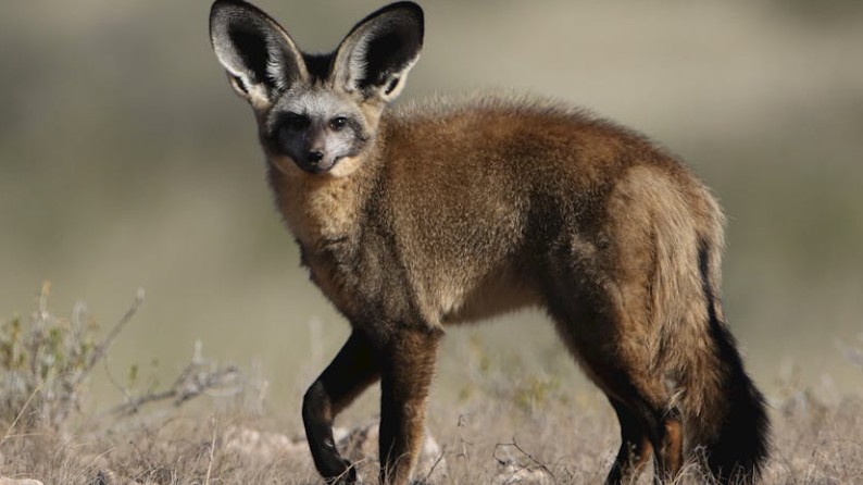 【夢占い】砂漠のキツネの夢の意味 7 選