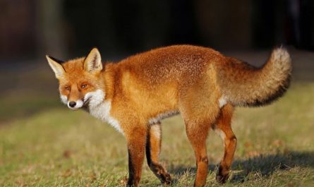 【夢占い】赤いキツネの夢の意味 7 選