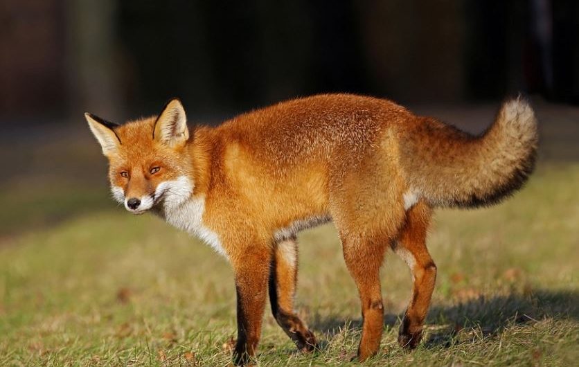 【夢占い】赤いキツネの夢の意味 7 選