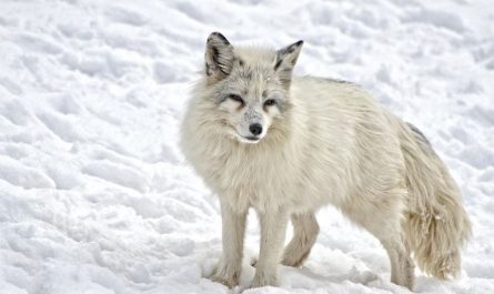 【夢占い】白いキツネの夢の意味 7 選