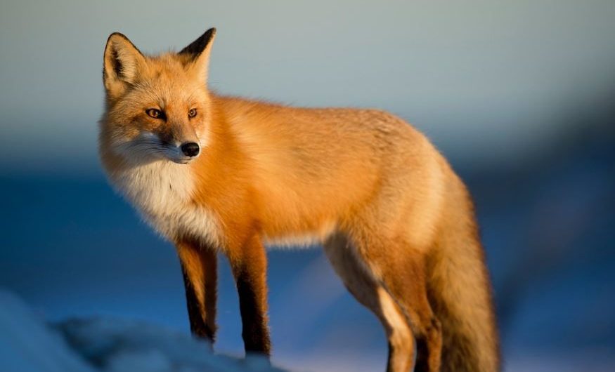 【夢占い】キツネに噛まれる夢の意味 7 選