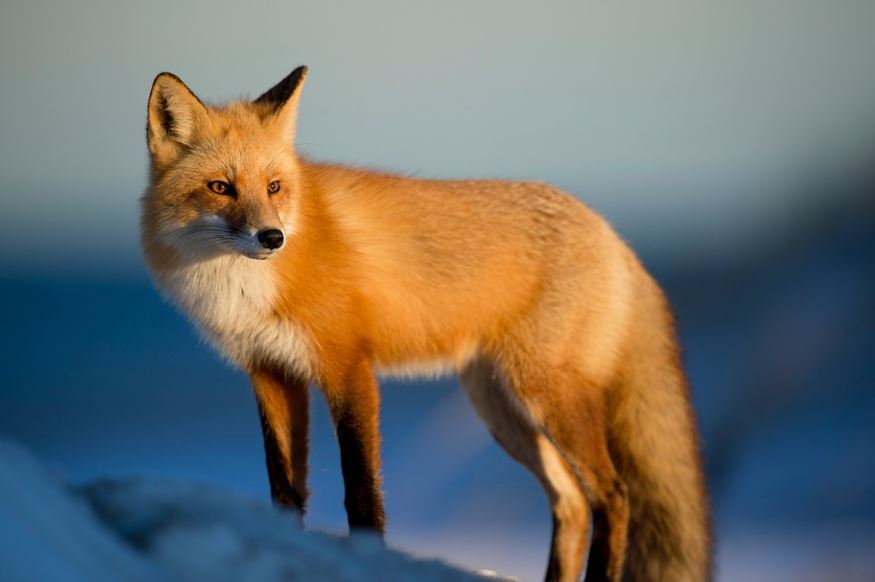 【夢占い】キツネに噛まれる夢の意味 7 選