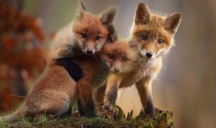 【夢占い】キツネの子キツネの夢の意味 7 選