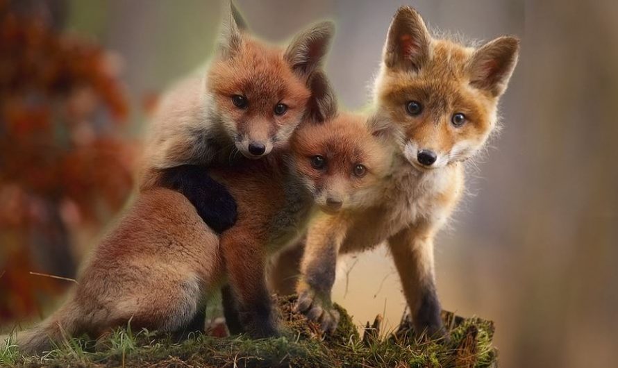 【夢占い】キツネの子キツネの夢の意味 7 選