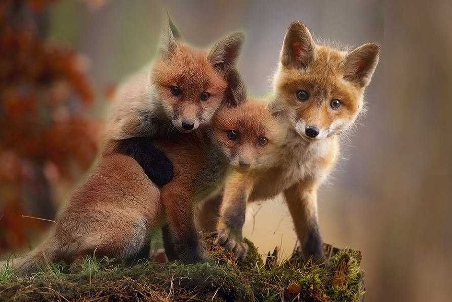 【夢占い】キツネの子キツネの夢の意味 7 選