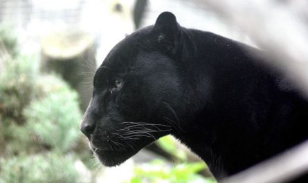 【夢占い】ブラックパンサーの夢の意味 9 選