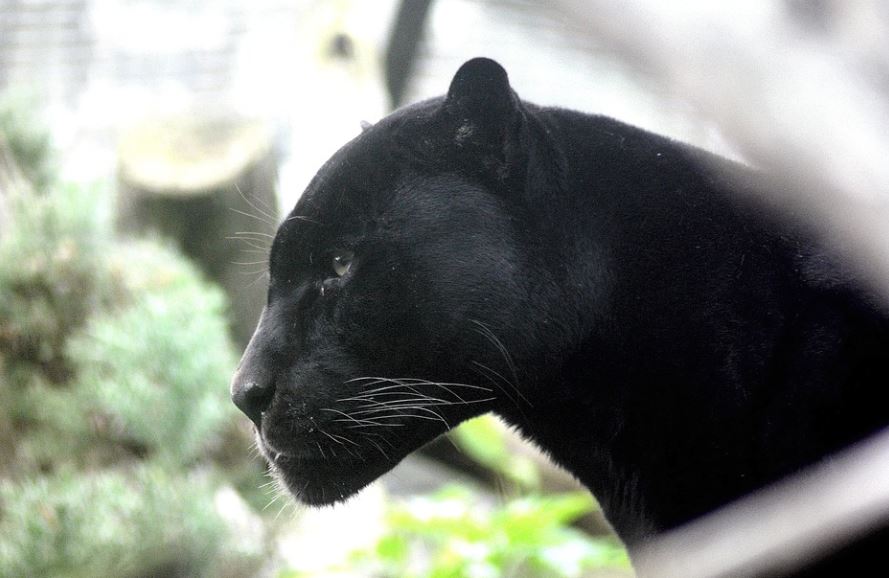 【夢占い】ブラックパンサーの夢の意味 9 選