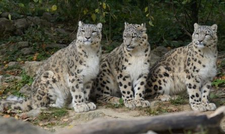 【夢占い】ヒョウに噛まれる夢の意味 6 選