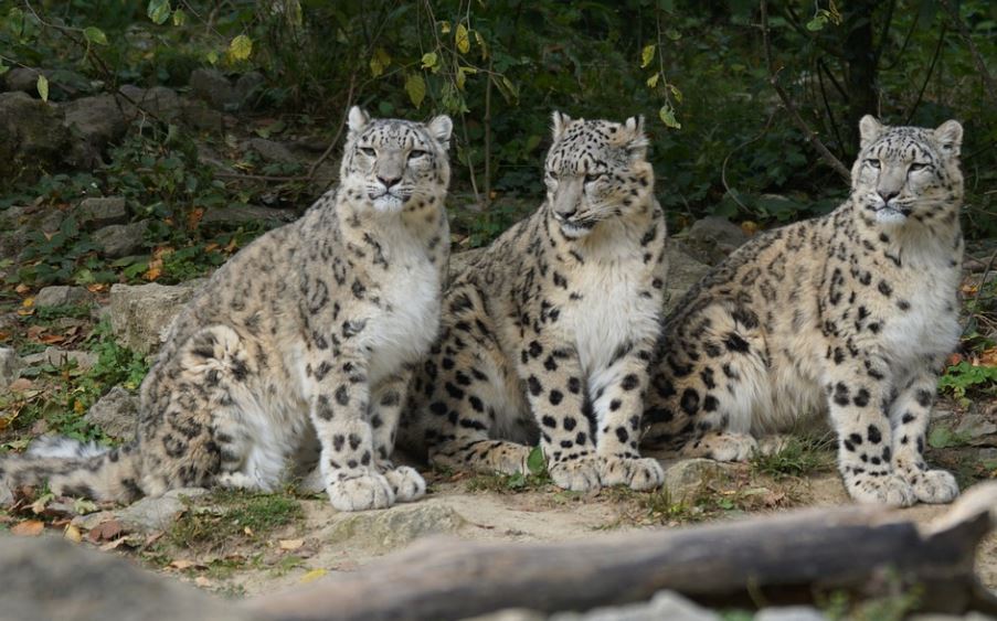 【夢占い】ヒョウに噛まれる夢の意味 6 選