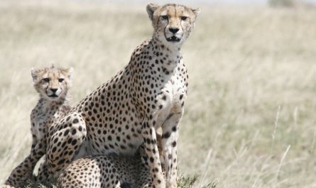 【夢占い】チーターの夢の意味 11 選