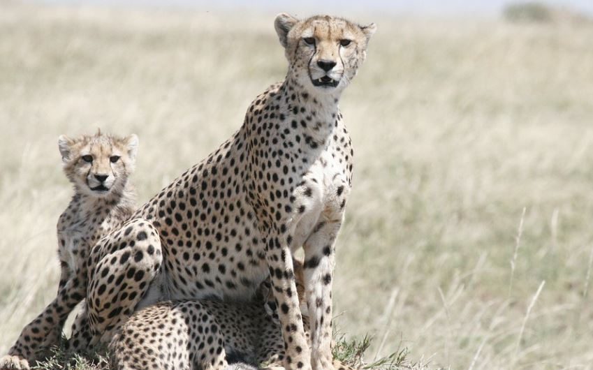 【夢占い】チーターの夢の意味 11 選