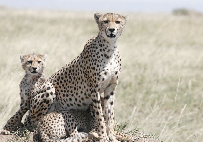 【夢占い】チーターの夢の意味 11 選