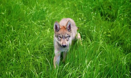 【夢占い】オオカミの子オオカミの夢の意味 5 選