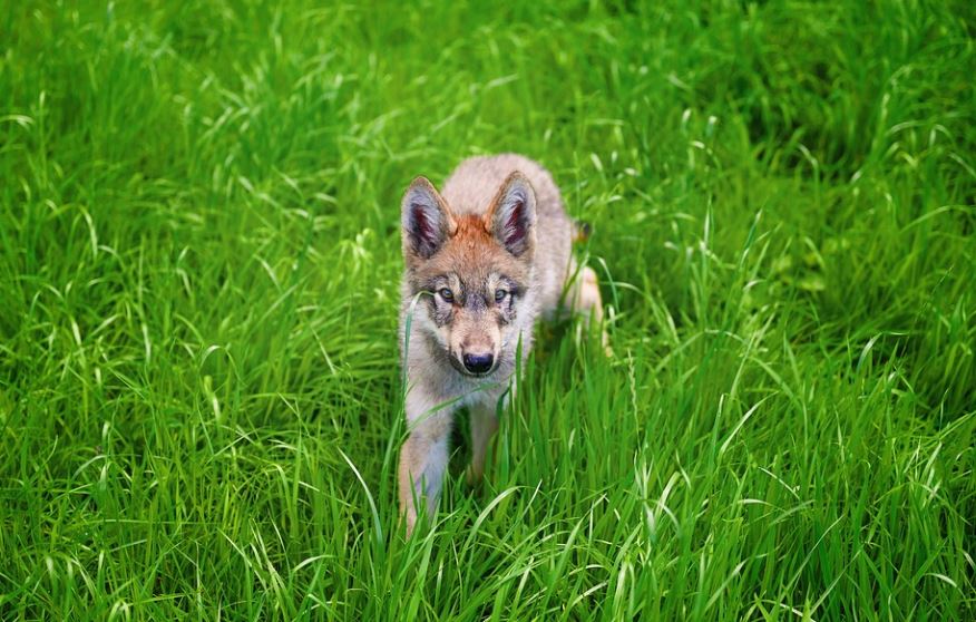 【夢占い】オオカミの子オオカミの夢の意味 5 選