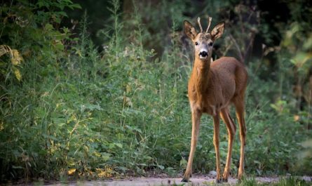 【夢占い】ノロジカの夢の意味 10 選