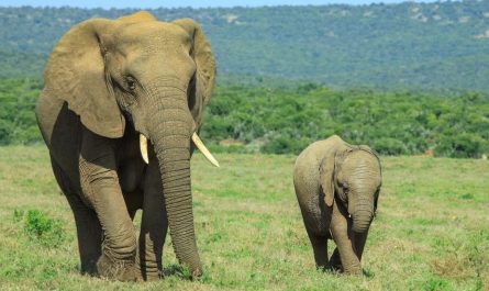 【夢占い】赤ちゃん象の夢の意味 7 選