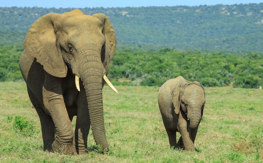 【夢占い】赤ちゃん象の夢の意味 7 選
