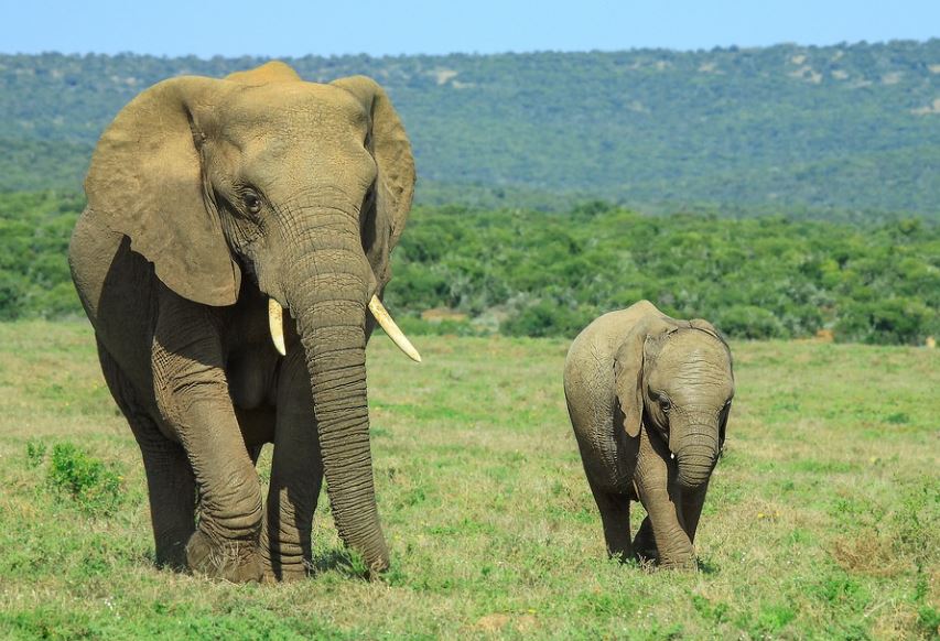 【夢占い】赤ちゃん象の夢の意味 7 選