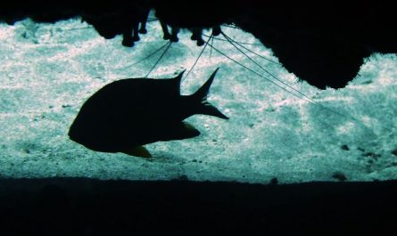 【夢占い】黒い魚の夢の意味 7 選