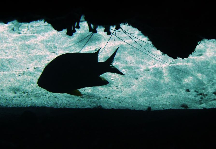 【夢占い】黒い魚の夢の意味 7 選