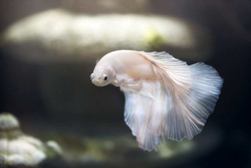 【夢占い】白身魚の夢の意味 7 選