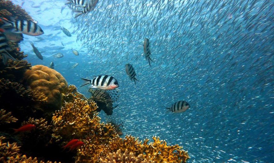 【夢占い】海で魚を捕まえる夢の意味 6 選