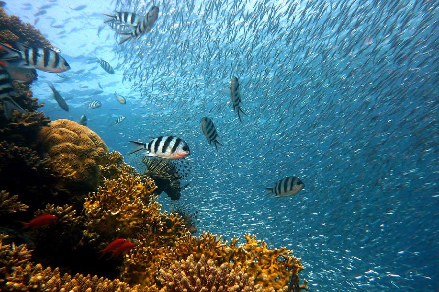 【夢占い】海で魚を捕まえる夢の意味 6 選