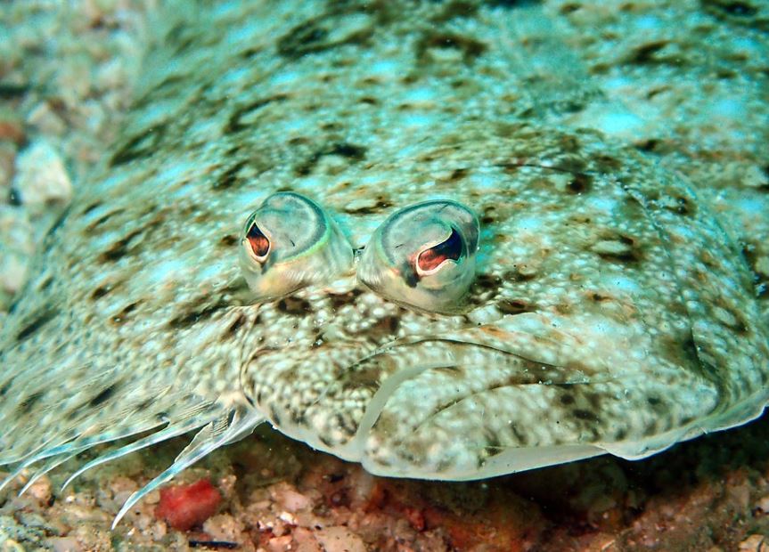 【夢占い】ヒラメの夢の7つの意味と解釈