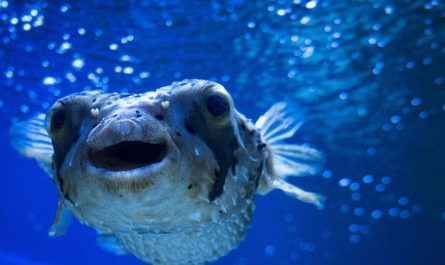 【夢占い】フグの夢の意味と解釈8選