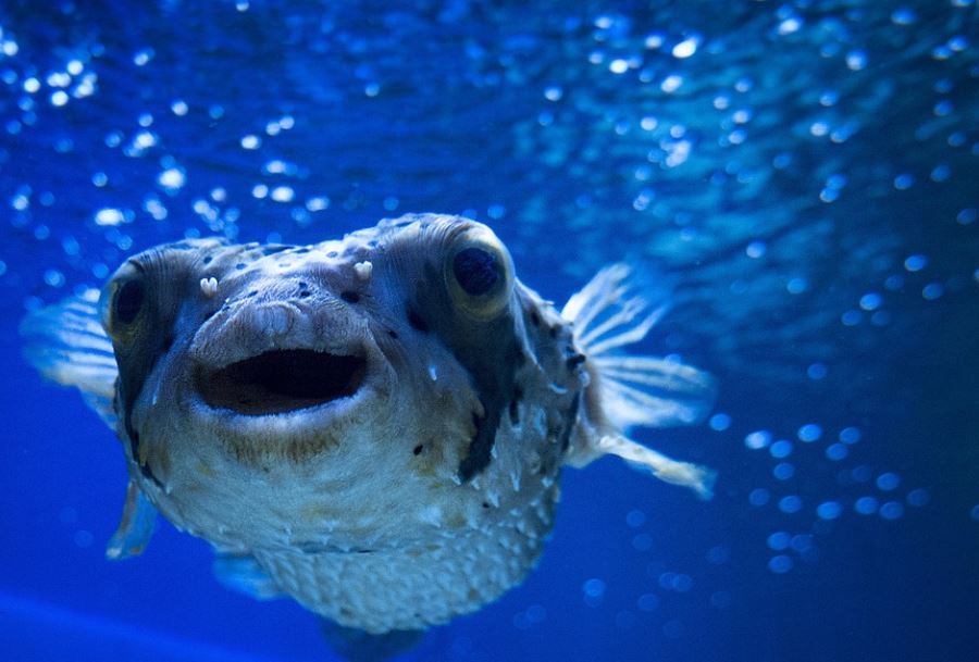 【夢占い】フグの夢の意味と解釈8選