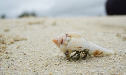 【夢占い】巻貝の夢の10の意味と象徴