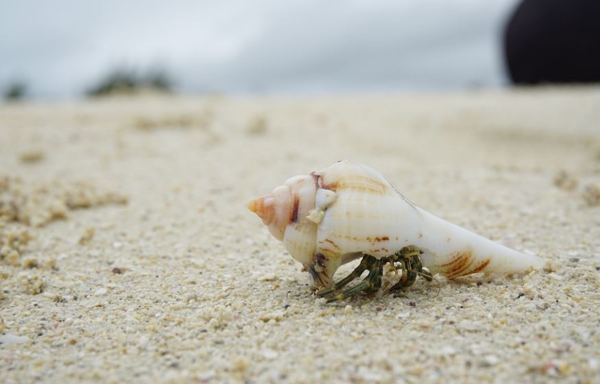 【夢占い】巻貝の夢の10の意味と象徴