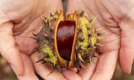 【夢占い】栗拾いの夢の解釈16選