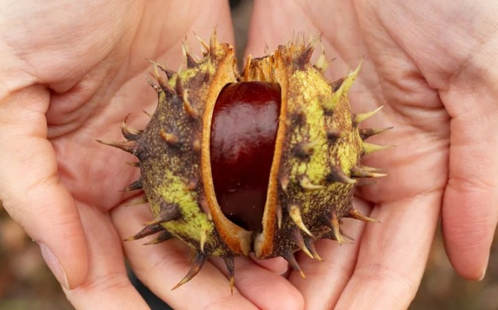 【夢占い】栗拾いの夢の解釈16選