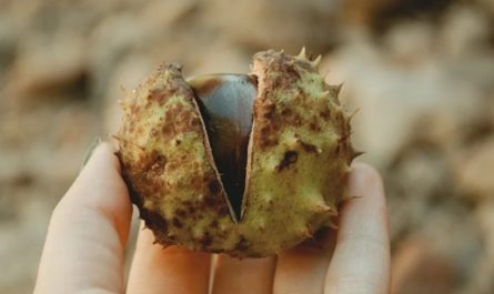 【夢占い】栗を食べる夢の18の解釈