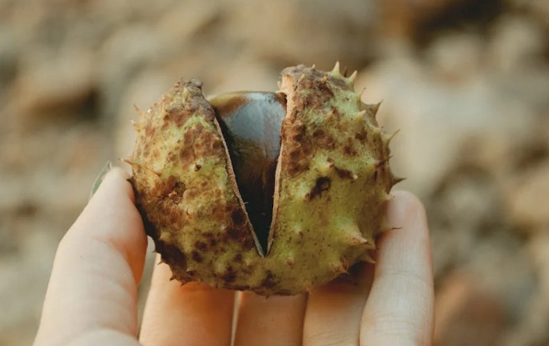 【夢占い】栗を食べる夢の18の解釈