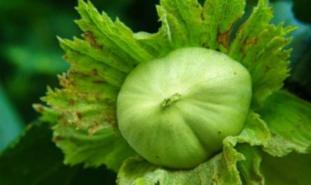 【夢占い】栗の殻に関する17の夢解釈