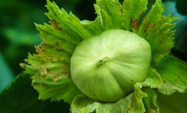 【夢占い】栗の殻に関する17の夢解釈