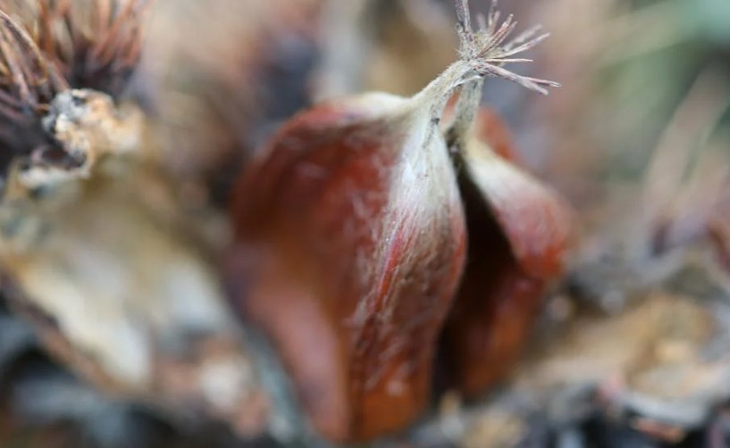 【夢占い】栗の木に関する16の夢解釈