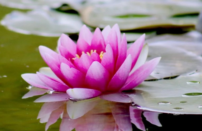 【夢占い】蓮の花の夢解釈20選