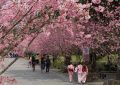 【夢占い】桜の夢解釈27選